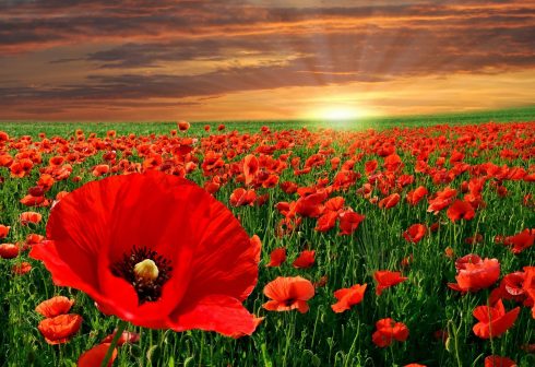 Lest we forget: Royal British Legion Armistice and Remembrance Day commemorations this weekend on Spain's Costa Blanca