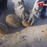 WATCH: Youths are caught burning hedgehogs alive with a blowtorch on Spain's Costa del Sol - before claiming they had planned to eat them
