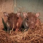 IN PICS Cute-looking baby warthog twins born at Spain's Bioparc Valencia