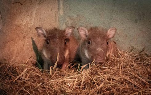 IN PICS Cute-looking baby warthog twins born at Spain's Bioparc Valencia