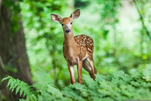 Will this be the next pandemic? Scientists sound the alarm over ‘zombie deer’ virus after detecting the disease in multiple countries