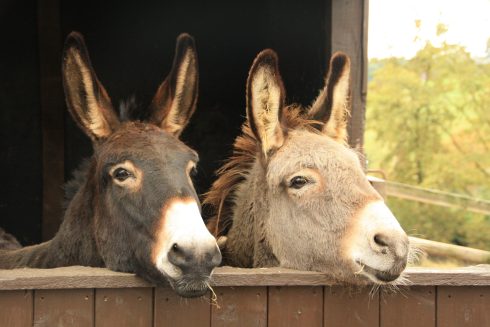 Donkeys in southern Spain could provide a cure to human hair loss: Scientists are testing the animal’s blood for potential treatments