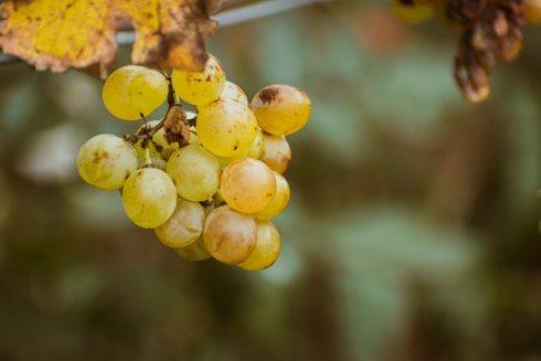 Price of grapes has surged by 227% across Spain in the last two months - but can YOU guess why?