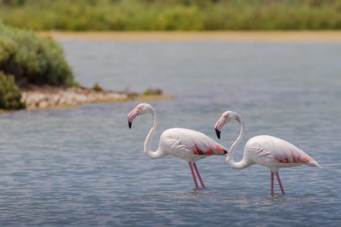 Farmers fume over flamingos destroying rice crops in Spain's Valencia