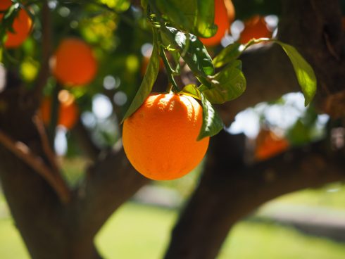 Can I eat oranges from trees that are planted in streets and towns across Spain?