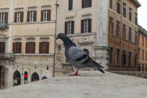 Resident in Spain faces HUGE fine for feeding pigeons in the street