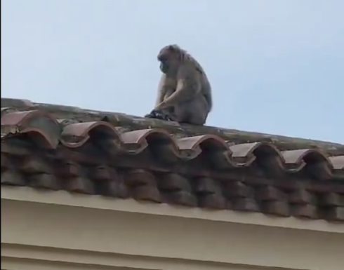 Gibraltar monkey in La Linea