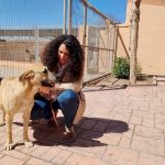 Abandoned pets are on the rise in Alicante, warn activists - while fewer people are adopting