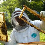 Buzzing! Bee keepers in Valencia will receive €1.8m in aid to help fight plagues and replenish population numbers