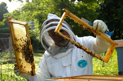 Buzzing! Bee keepers in Valencia will receive €1.8m in aid to help fight plagues and replenish population numbers