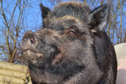 Cyclist, 59, is seriously injured after swerving to avoid a wild boar on Spain's Costa Blanca