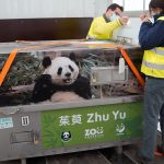 Adorable panda couple land in Spain from China: Jin Xi and Zhu Yu will spend the next few years at Madrid Zoo