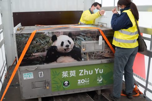 Adorable panda couple land in Spain from China: Jin Xi and Zhu Yu will spend the next few years at Madrid Zoo