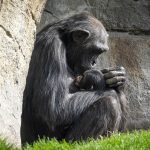 Chimpanzee carries her dead baby around for months in heartbreaking scenes at a wildlife park in Spain