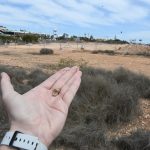 Controversial 2,200-home development on Spain's Costa Blanca must be stopped to protect 'at-risk molluscs', say activists - as they demand works on Cala Mosca be suspended