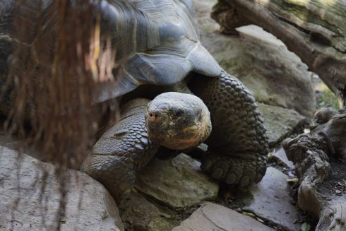 Hermes the Galapagos turtle arrives to Spain’s Costa del Sol: 20-year-old specimen finds new home at Fuengirola Bioparc