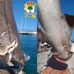 Huge shark is pulled from the waters off Spain’s Costa Blanca Five-metre creature will be studied by experts