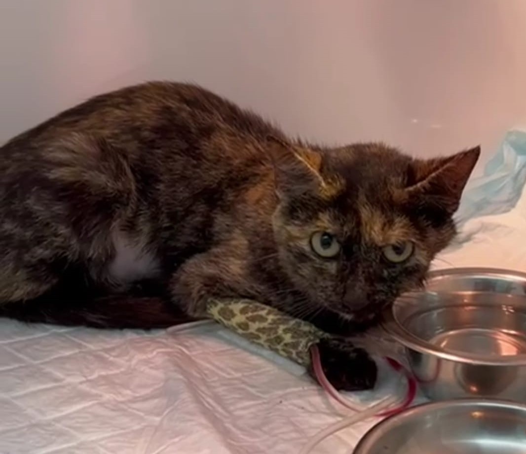 Vandals damage gated cat colony and kill animal recovering from emergency operation on Spain's Costa Blanca
