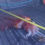 Giant squid washes up on Poniente beach