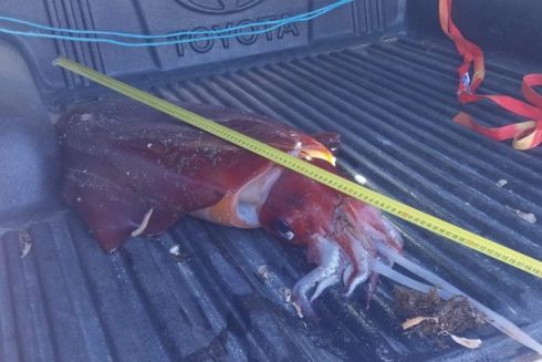 Giant squid washes up on Poniente beach