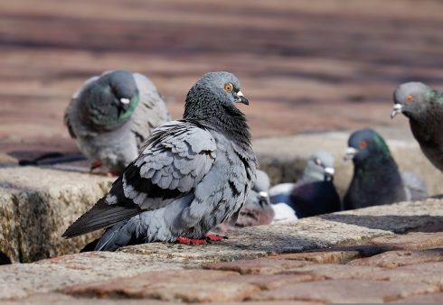 War on birds in Spain: Valencia to use air cannons and nets to control starling and pigeon populations