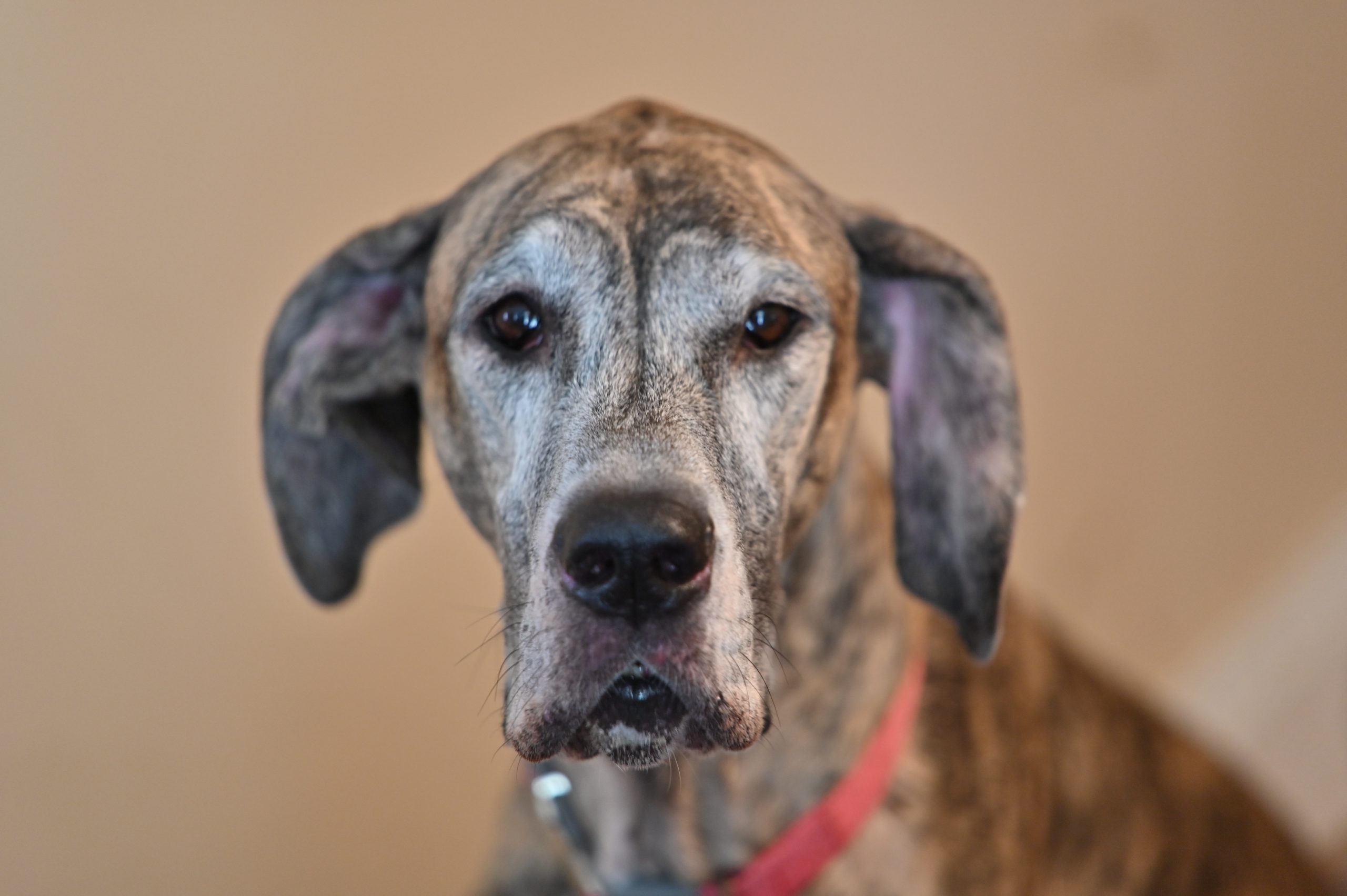 Dog in Spain was beaten and starved to death by owners who left her tied up on a balcony for YEARS and routinely shocked her with an electric collar