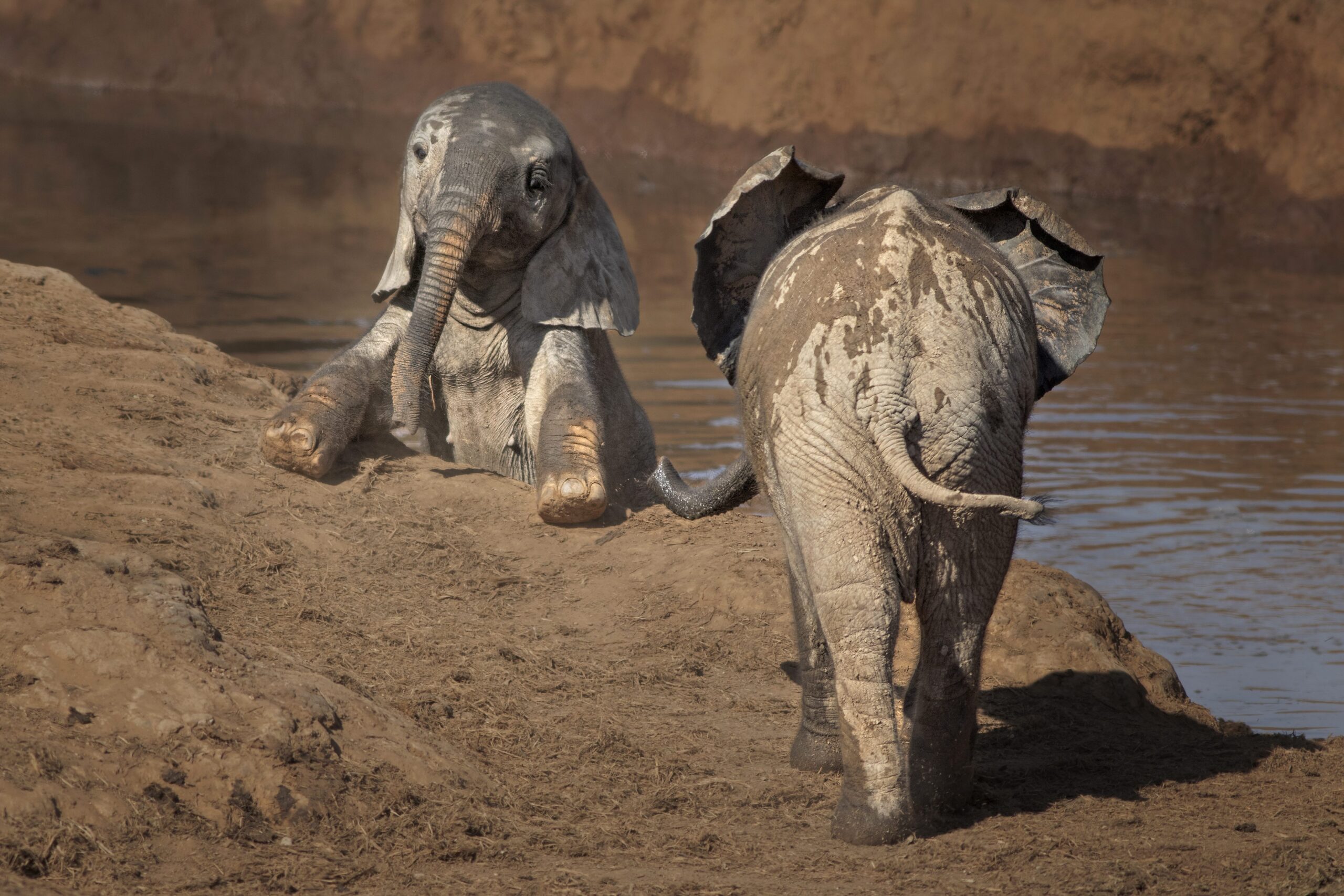 Elephant calves play in Addo Elephant National Park, South Africa, in a file photo from 2021. Credit: Charmaine Joubert/Cover-Images.com