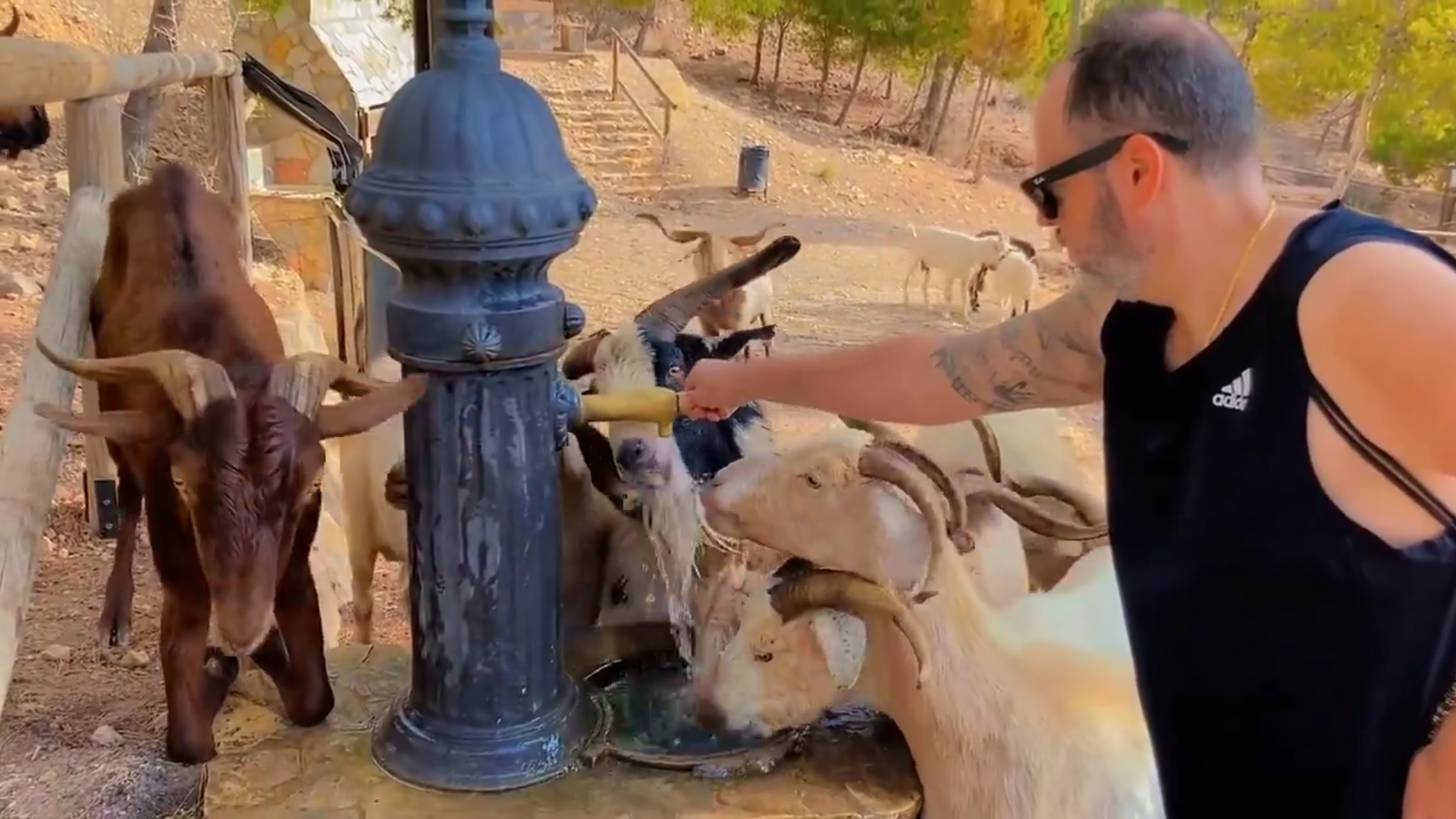 Domestic goats in the Sierra de Callosa mountains