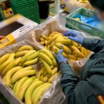 Fruit warehouse could be fined €3m over massive banana scam in Spain