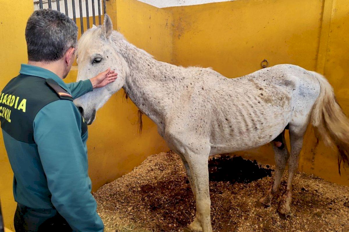 Horses on 'verge of dying' recovering well after horrific neglect by owner in Valencia