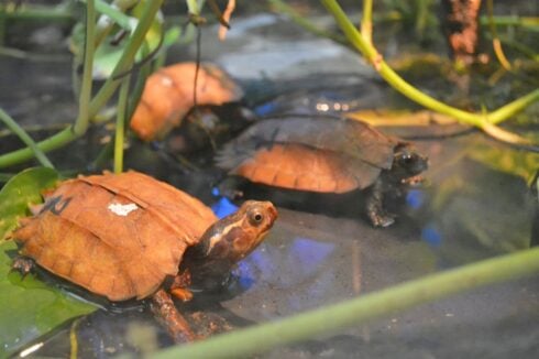 Rare tiny turtles recover at Terra Natura Benidorm after being smuggled in tightly-packed container from China