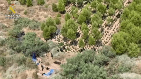 Police helicopter discovers large marijuana farm hidden within pine forest in Spain