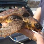 Sea turtle almost died after swallowing balloon on Costa Blanca beach