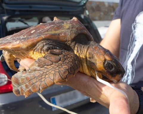 Sea turtle almost died after swallowing balloon on Costa Blanca beach