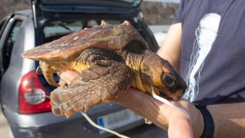 Sea turtle almost died after swallowing balloon on Costa Blanca beach