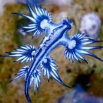 Poisonous Blue Dragon molluscs force swimming ban along Spain's Costa Blanca