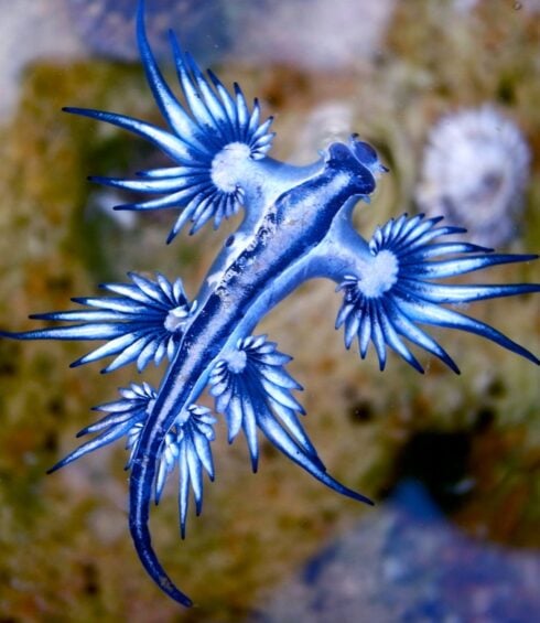 Poisonous Blue Dragon molluscs force swimming ban along Spain's Costa Blanca