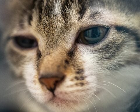 Animal abuse horror after cat is thrown out of car and repeatedly run over in Spain