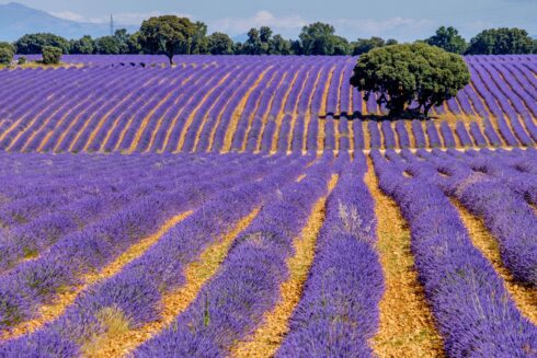 Incredible medieval town is Spain's very own Tuscany- famous for its lavender fields
