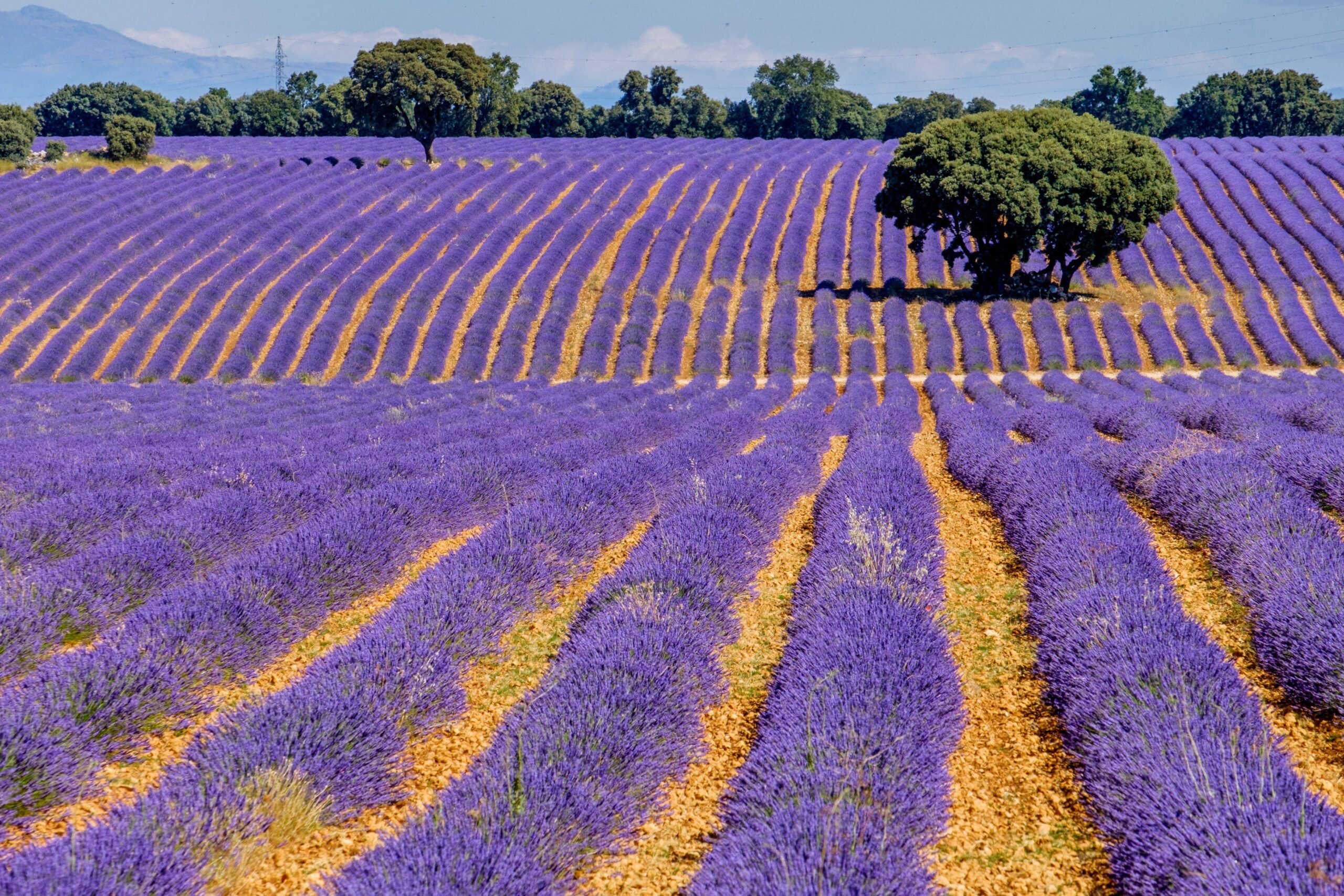 Incredible medieval town is Spain’s very own Tuscany- famous for its lavender fields