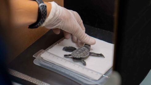 Loggerhead turtles hatch on Benidorm beach in party-going area of resort