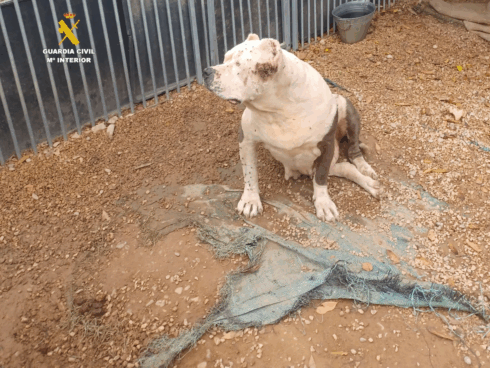 Mistreated American Bulldogs found living in squalor on plot of land in Spain