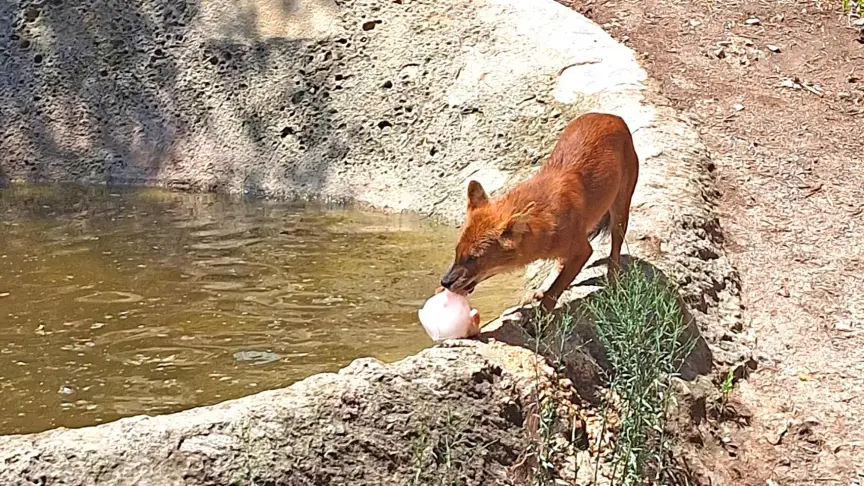 Special ice creams keep animals cool during heatwave at Terra Natura Benidorm