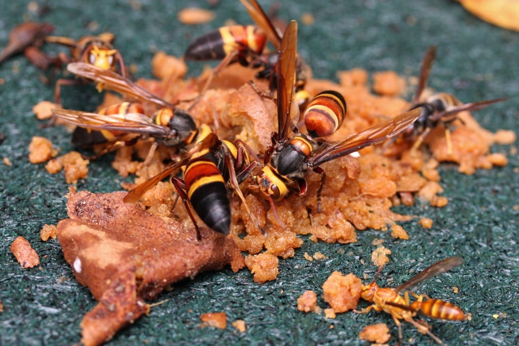 Asian ‘murder hornets’ kill three in just two weeks in Galicia as Spain faces defeat in its battle against invasive species