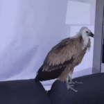 Large vulture flies into Costa Blanca home for a rest- perching on living room sofa