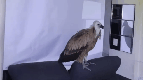 Large vulture flies into Costa Blanca home for a rest- perching on living room sofa