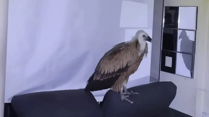 Large vulture flies into Costa Blanca home for a rest- perching on living room sofa