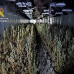 'Most sophisticated' indoor marijuana farm to be found in years is raided in Alicante with entry via 'secret' door