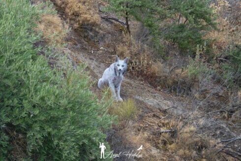 WATCH: Amateur wildlife photographer captures first-ever images of white Iberian Lynx in Spain
