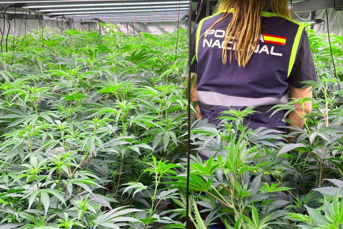Albanians ran five marijuana farms on the Costa Blanca with drugs exported across Europe